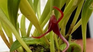 Orchid care growing Masdevallia herradurae care and culture