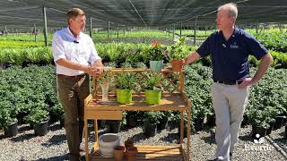 Everde Growers Grows the Sunset® Plant Collection Agapanthus Ever Series