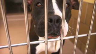 PIT BULLS: Live debate set on sterilization ordinances