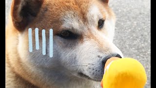 ファンから頂いだ玩具にビビる柴犬。Shiba Inu freaking out at a toy given by fans.