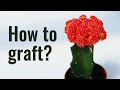 How to Graft Cacti Like a Pro | The most simple and effective method!