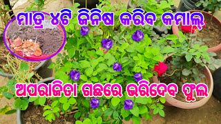 କଢ଼ ଫୁଲରେ ଲଦିହେବ ଅପରାଜିତା ଗଛ ll ଖରାଦିନପାଇଁ ଏହିପରି ପ୍ରସ୍ତୁତ କରନ୍ତୁ ଅପରାଜିତା ଗଛକୁ #aprajitaplant #2025