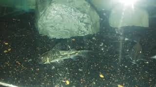 Corydoras Barbatus male feeding