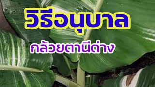 วิธีอนุบาลกล้วยตานีด่าง สูตรผสมดินปลูกกล้วยตานีด่าง Musa Balbisiana Colla , Variegated