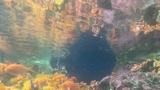 【#22 vlog】新江ノ島水族館で癒される🐟