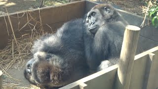 Gorilla⭐️ Momotaro forcibly took Kintaro's bed, so Kintaro fell asleep hugging his mother.【Momotaro】