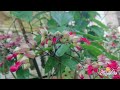 moments of bleeding heart vine clerodendrum thomsoniae