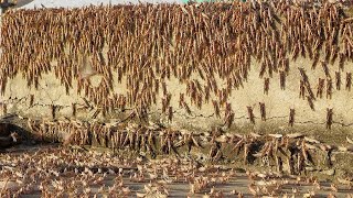 600 billion locusts! Plague has hit Saudi Arabia! The crops have been destroyed!