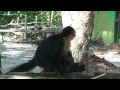 costa_rica_05_besuch_naturpark_1.mp4