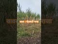 शेतकरी वावर_आहे_तर_पावर_आहे वावर agriculture agro agricultura