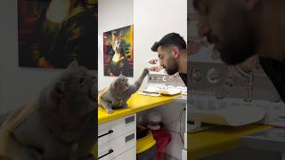 Diyet yapmak istemeyen kedi tokat attı🥲 #cat #catlover #kedi #funnycats #cats #pets #funnyvideo