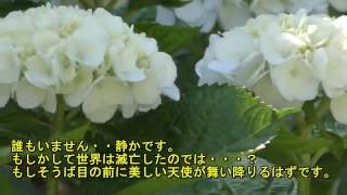 4K ・由志園・紫陽花（アジサイ）と園内散策（Hydrangeas：yuushien garden）日本庭園・最大級超高画質