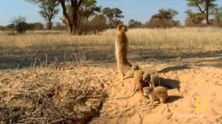 Meerkats - le sentinelle del deserto: Piccole pesti