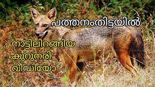 നാട്ടിൽ ഇറങ്ങിയ കുറുക്കൻ | Jackal #pathanamthitta