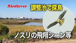 調整池で鳥探し・ノスリの飛翔シーンなど