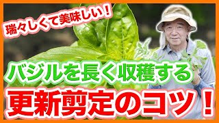 家庭菜園や農園のシソ栽培やバジル栽培で収量を増やす秘訣！シソ\u0026バジル剪定収穫のコツと育て方！【農家直伝】