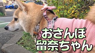 【おさんぽ留奈ちゃん】久しぶりに来た遊歩道