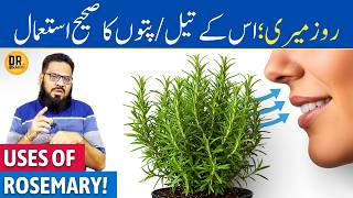 Rosemary Ke Patte/Oil Ke Fayde | Rosemary Leaves/Oil Benefits \u0026 Uses | Dr. Ibrahim