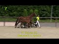 veulenveiling dronten 17 unicum s desperado x apache