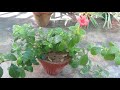 coral creeper barleria repens beautiful flowering groundcover plant caring tips urdu hindi