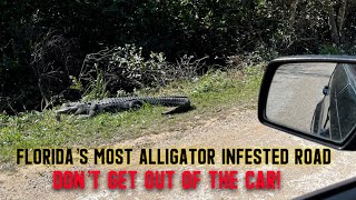 Florida’s Most Alligator Infested Road | Everglades Roadside Attractions & Skunk Ape Headquarters