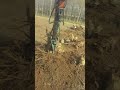 Digging tree roots