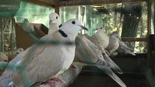 シラコバト (ベリーベリーファーム西脇) 2019年11月9日