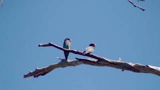 Dollarbird