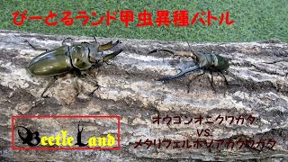 甲虫異種バトルその19 オウゴンオニクワガタ vs. メタリフェルホソアカクワガタ