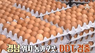 친환경 달걀에서 맹독성 물질 DDT 검출, 연속되는 살충제 달걀 논란 | 김현욱의 굿모닝