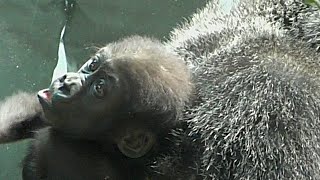 [Gorilla 1-minute video # 9] Gorilla baby Kintaro talks with customers through glass [Kyoto  Zoo]