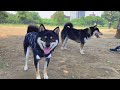 おっきな公園に行ったら黒柴オフ会になった！【柴犬】a gathering of black shiba inu dogs