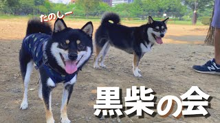 おっきな公園に行ったら黒柴オフ会になった！【柴犬】A gathering of black Shiba Inu dogs