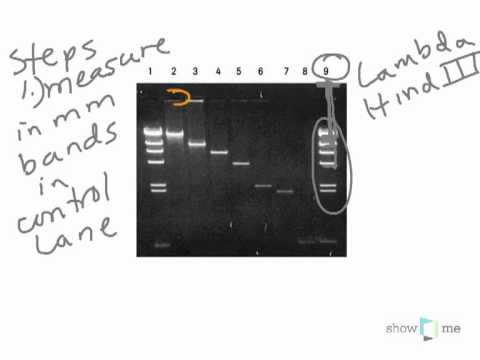Gel Graphing.mp4 Gel Graphing.mp4
