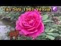 sự thật kỳ lạ tân sửu sinh 1961 từ 65 tuổi hưởng lộc trời ban phúc Đức viên mãn Đến cuối Đời