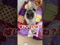 帰宅したら手重ねて待ってるパグwww ぱぐち dog pug マヌケ舌 ペット パグ 犬のいる暮らし