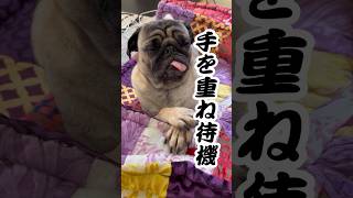 帰宅したら手重ねて待ってるパグwww#ぱぐち #dog #pug #マヌケ舌 #ペット #パグ #犬のいる暮らし