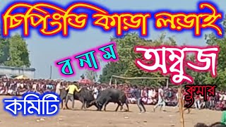 চিপিংডি ২ নং কাড়া লড়াই 🔥 কমিটি vs অম্বুজ কুমার 🔥chipingdih kara lorai 🔥 purulia kara lorai 🔥