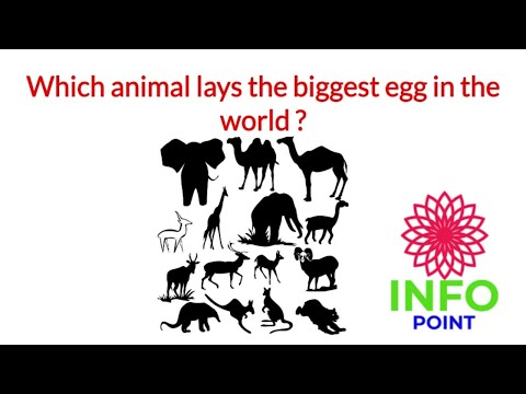 Which animal lays the largest egg?