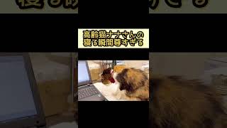 高齢猫ちゃんの寝る姿ってこんなに尊いんです！！！【２６歳猫のナナさん】#shorts