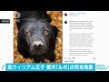 英ウィリアム王子　愛犬「ルポ」の死を発表 2020年11月24日