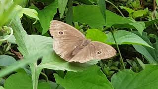 굴뚝나비      Chimney butterfly   [ ジャノメチョウ ]   烟囱蝴蝶