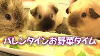 【モルモット】バレンタインお野菜タイム