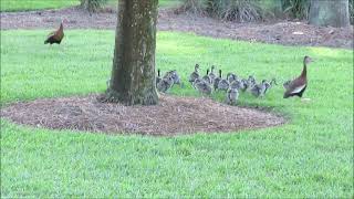 A Whistling Duck Family Spends Summer 2020 in Bluffton, SC.