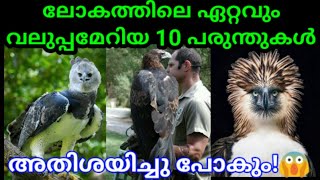 ലോകത്തിലെ ഏറ്റവും വലുപ്പമേറിയ 10പരുന്തുകൾ|Top10largest eagles in the world|SVSennumeppozhumevideyum