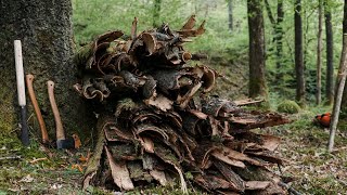 Oak Bark Peeling