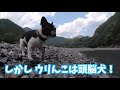 フレブル5兄弟 四男 ウリ 川でも呼んだら来る？【フレンチブルドッグ　french bulldogs　프렌치 불독　法国斗牛犬】