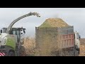 Уборка кукурузы. claas jaguar 870