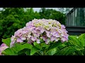 팝콘수국 japanese hydrangea