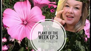 Plant of the Week - Ep 3-- Rose Mallow